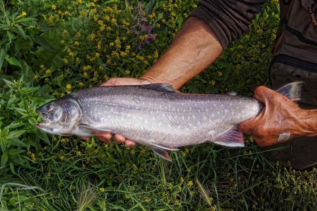 What flies to use for bass 