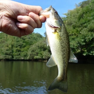 Fly Fishing For Bass Line Weight