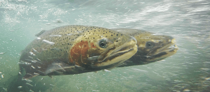 Steelhead Fishing